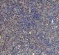Anti-ULK1/Atg1 Rabbit Monoclonal Antibody
